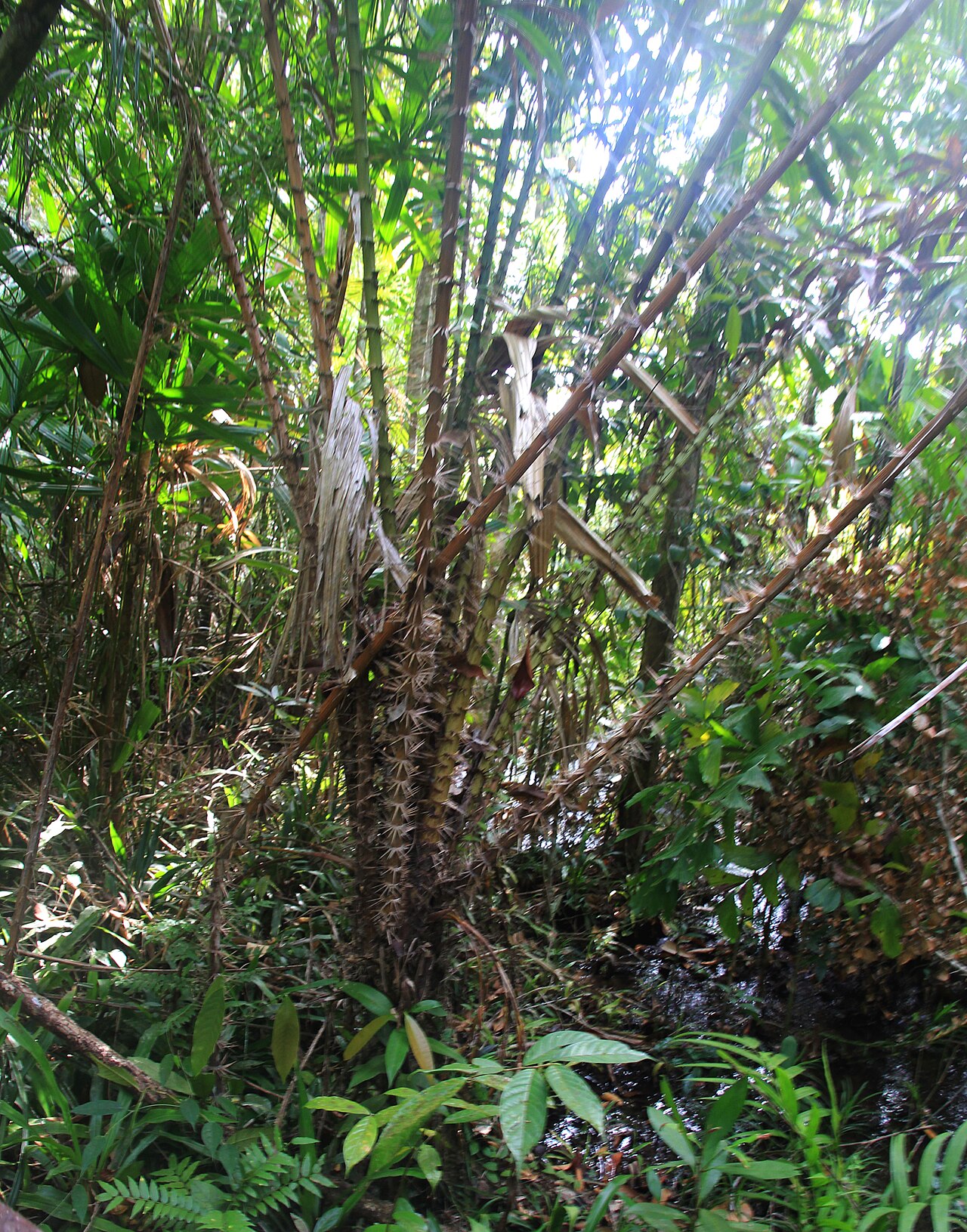 Emerald Pool & Hot Springs — Khlong Thom Nature