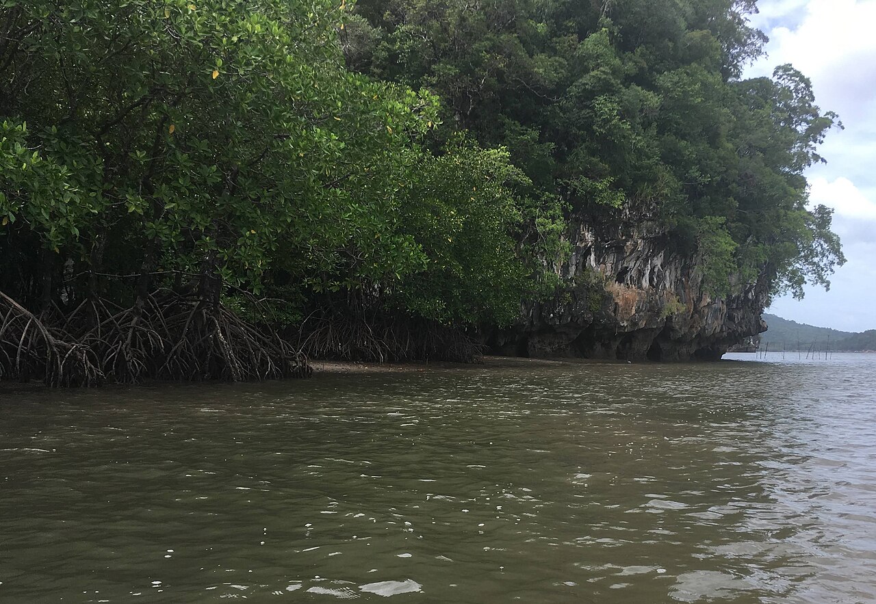 พายเรือคายัค อ่าวถลาน (Ao Thalane) — ป่าชายเลนและถ้ำเล็ก