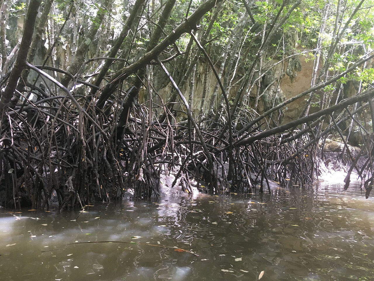 Ao Thalane Kayaking — Mangroves & Limestone