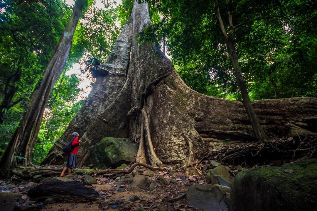 Khao Phanom Bencha National Park