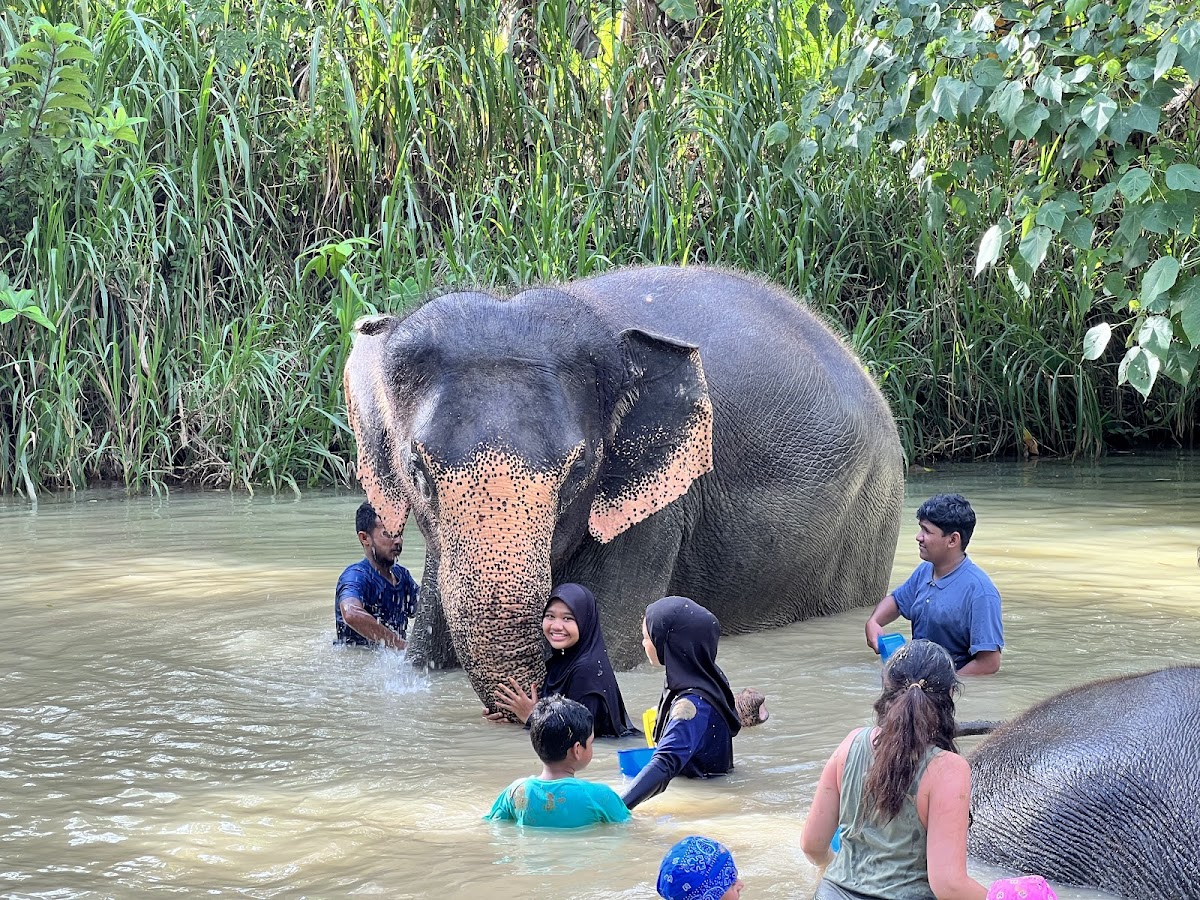 Ao Nang Elephant Sanctuary Krabi (Booking is needed)