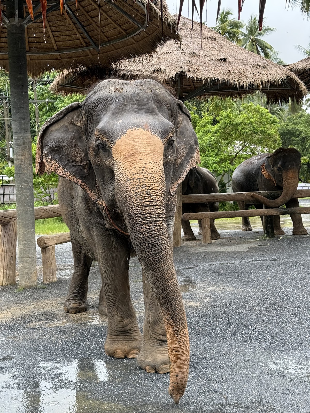 Ao Nang Elephant Sanctuary Krabi (Booking is needed)