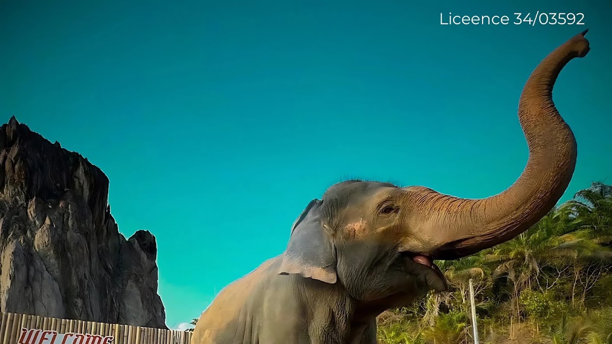 Krabi elephant phu jungle cliff