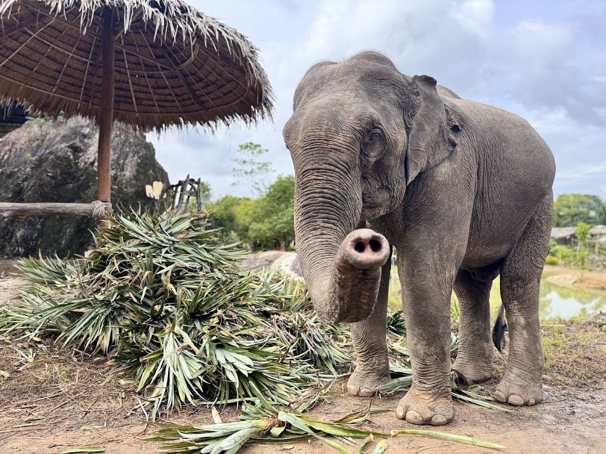 Krabi elephant phu jungle cliff