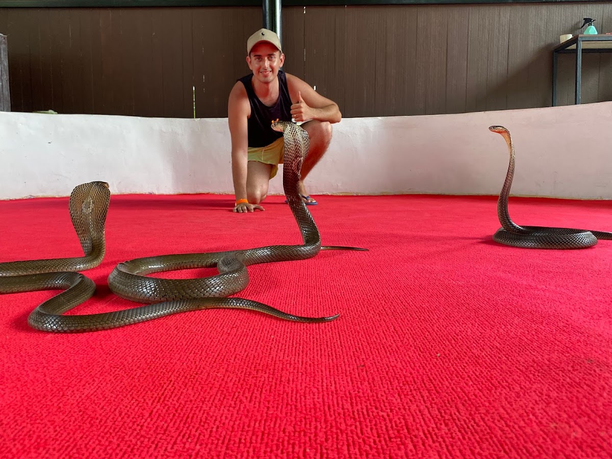 Krabi Snake Park and Kingcobra show