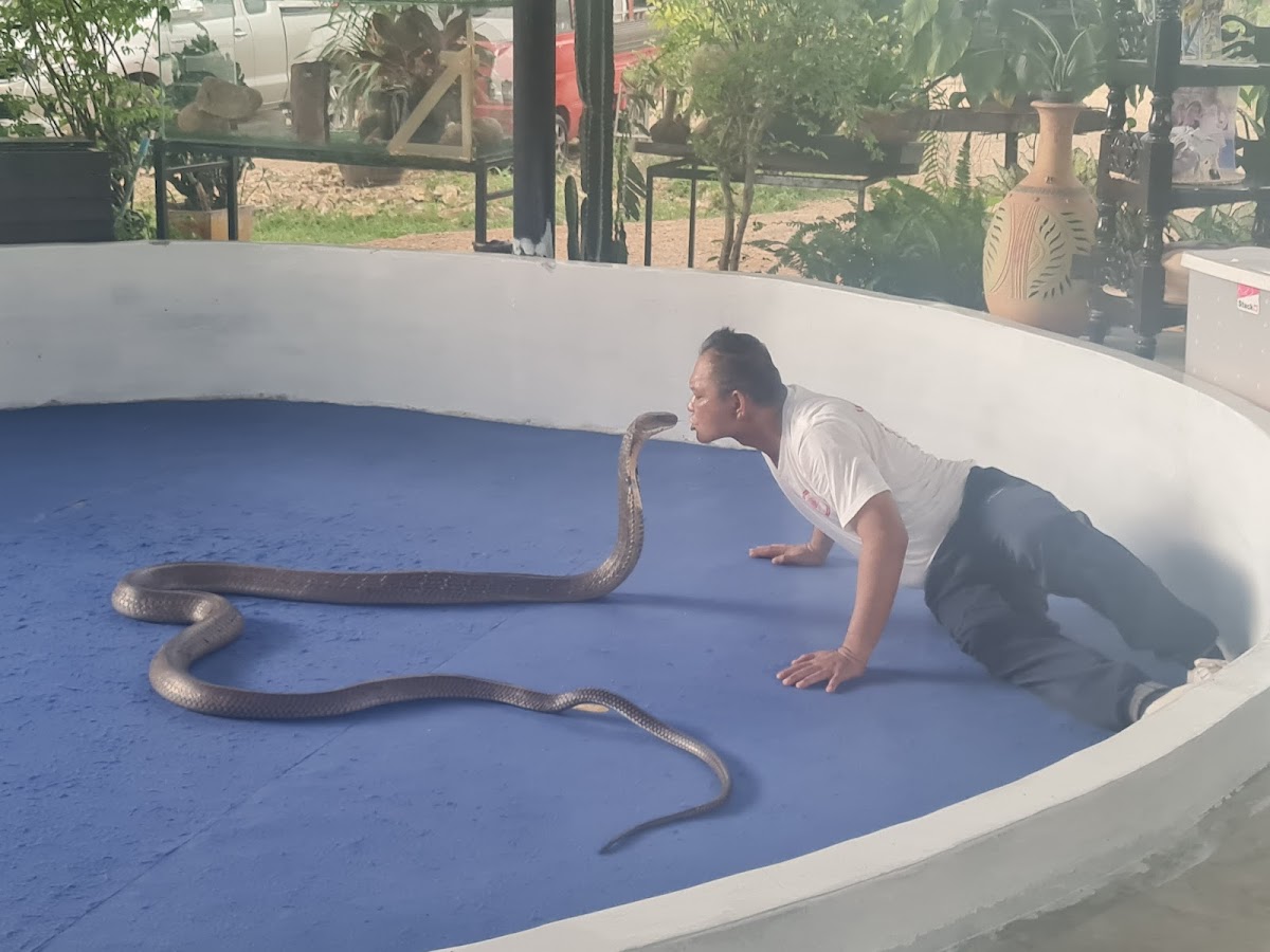 Krabi Snake Park and Kingcobra show