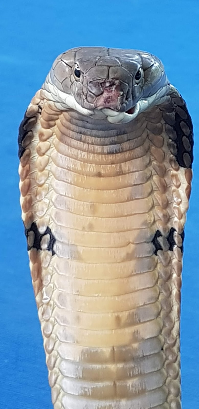 Krabi Snake Park and Kingcobra show